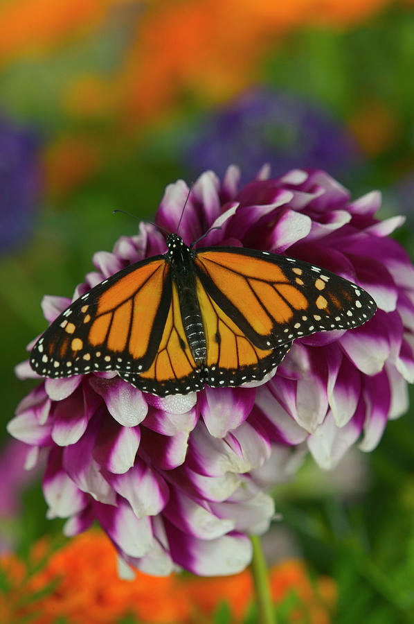 Butterfly Photograph - Monarch Butterfly, Danaus Plexippus #4 by Darrell Gulin