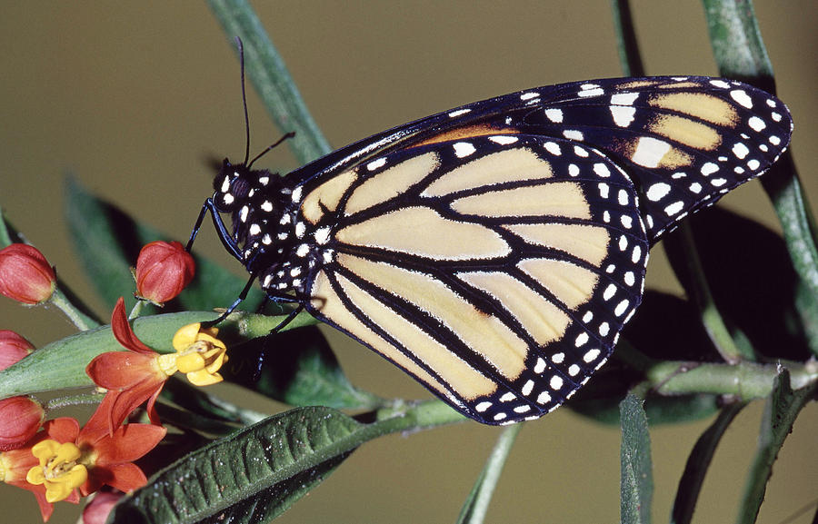 Monarch Butterfly Danaus Plexippus #4 Photograph by Millard H. Sharp