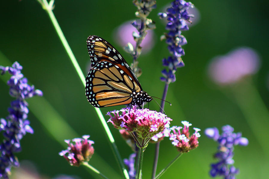 Monarch Butterfly in Garden #3 Photograph by Karen Adams