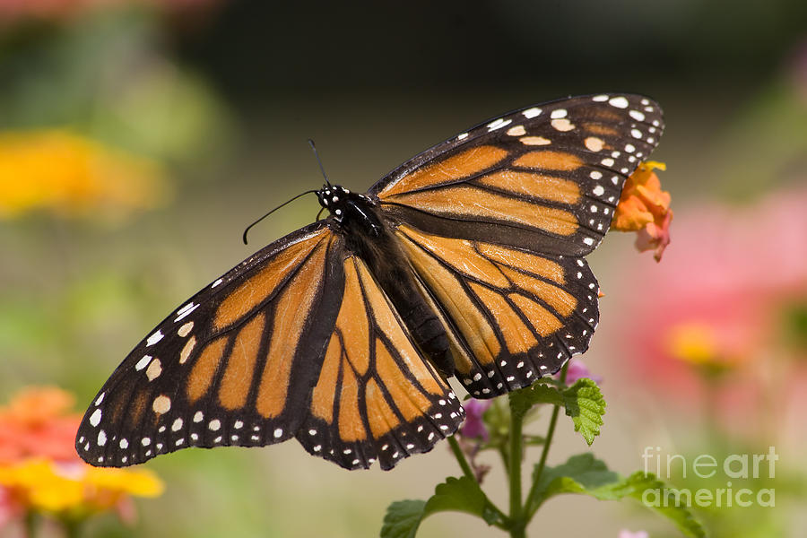 Monarch Butterfly #4 Photograph by Jill Lang