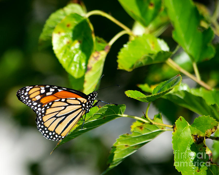 Monarch Butterfly #4 Photograph by Mark Dodd