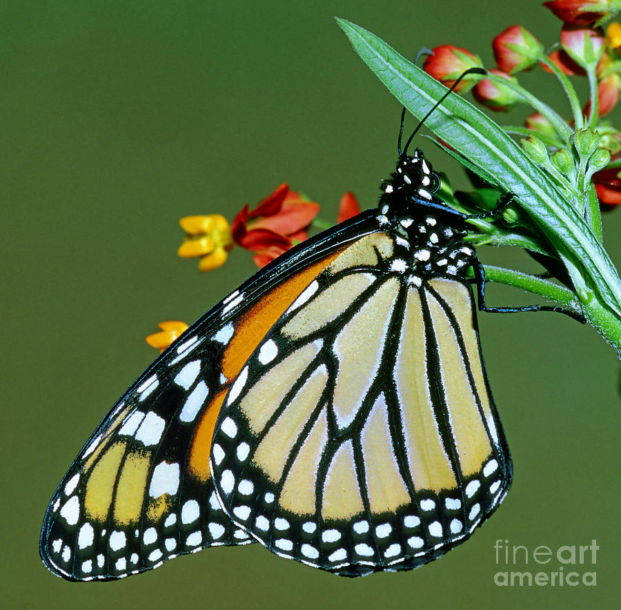 Butterfly Photograph - Monarch Butterfly #4 by Millard H. Sharp