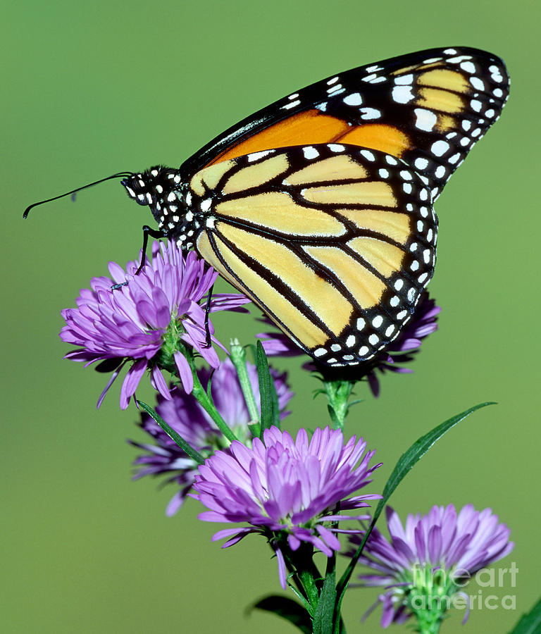 Monarch Butterfly #4 Photograph by Millard Sharp