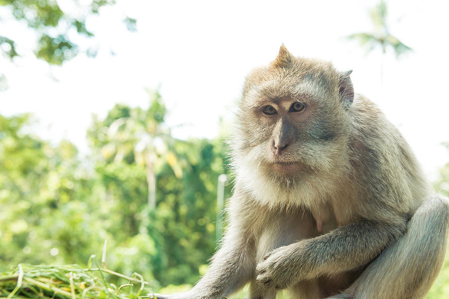 Monkeys In Ubud Bali Photograph