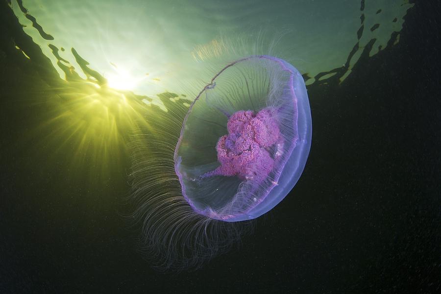 Moon Jellyfish Photograph By Science Photo Library