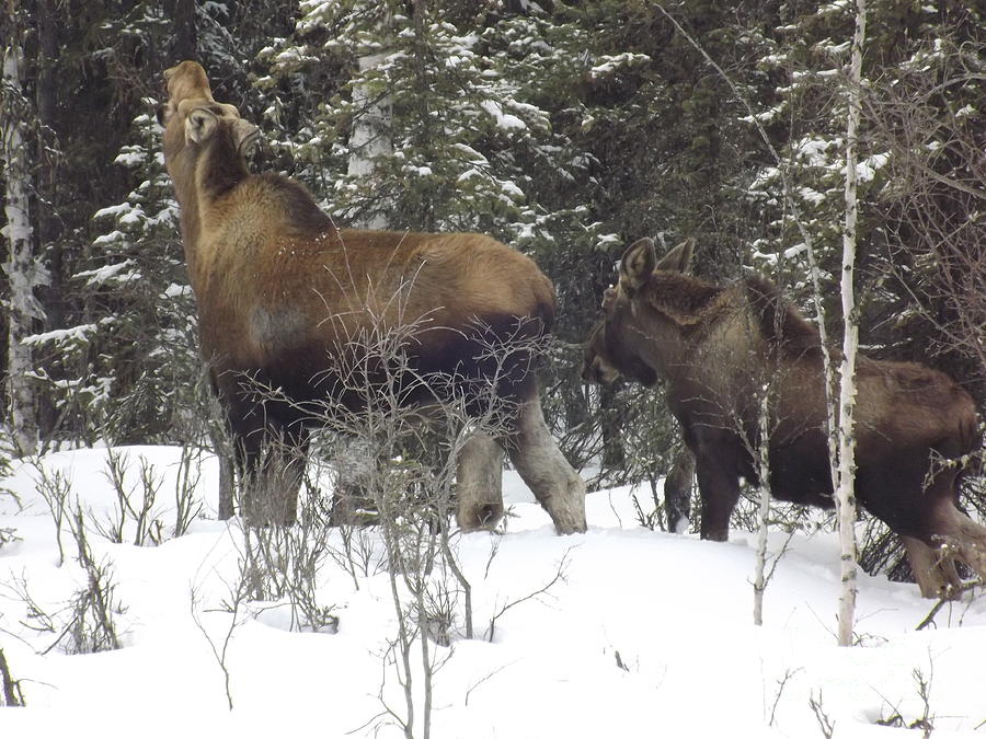 Moose Photograph - Moose #4 by Jennifer Kimberly
