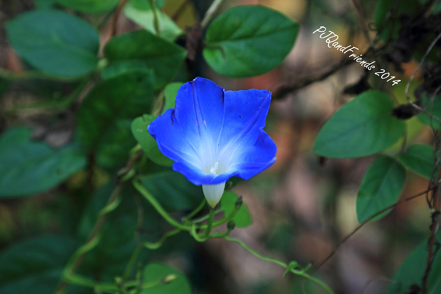 Morning Glories #4 Photograph by PJQandFriends Photography
