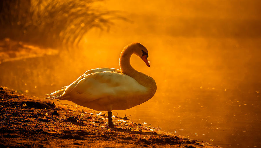 Morning Swan #4 Photograph by Brian Stevens