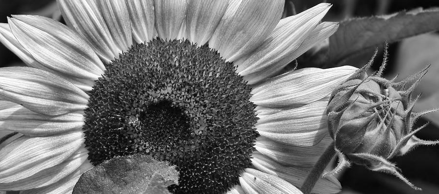 Sunflower Photograph - Mornings Light #4 by Bruce Bley
