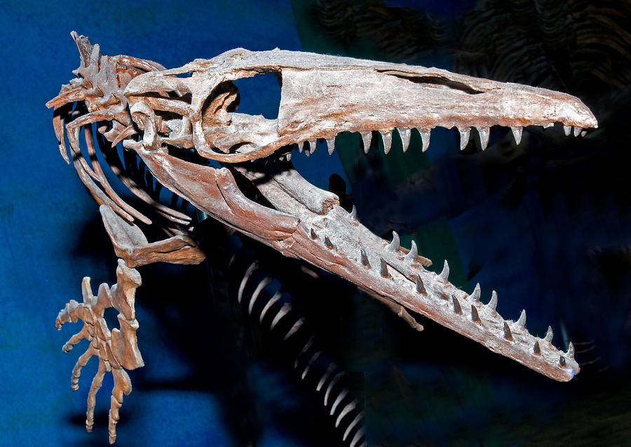 Mosasaur Fossil #4 Photograph by Millard H. Sharp
