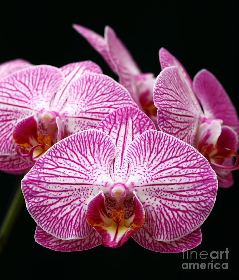 Moth Orchid Photograph by James Brunker