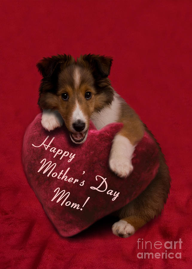 Candy Photograph - Mothers Day Sheltie Puppy #4 by Jeanette K