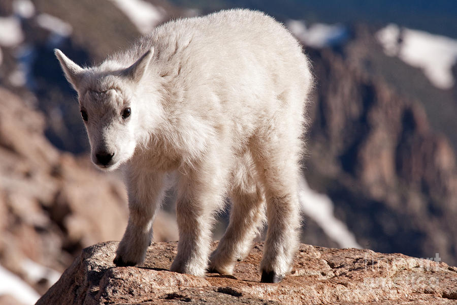 Mountain Goat Kid on Mount Evans #4 Photograph by Fred Stearns