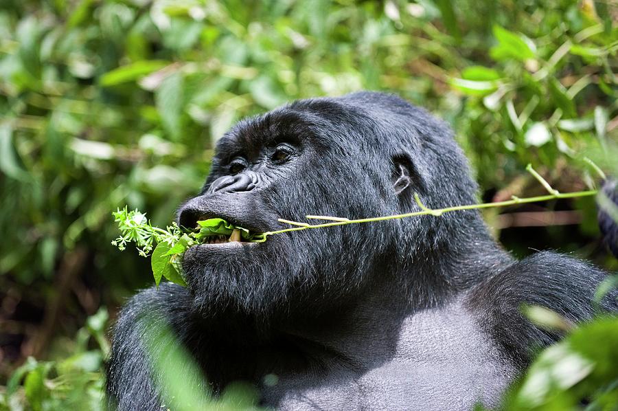Volcanoes National Park Photograph - Mountain Gorilla #4 by Dr P. Marazzi/science Photo Library