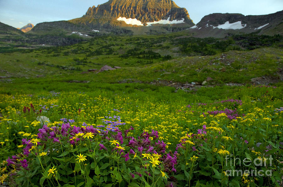 Mountain Wildflowers, Montana #4 Photograph by Mark Newman