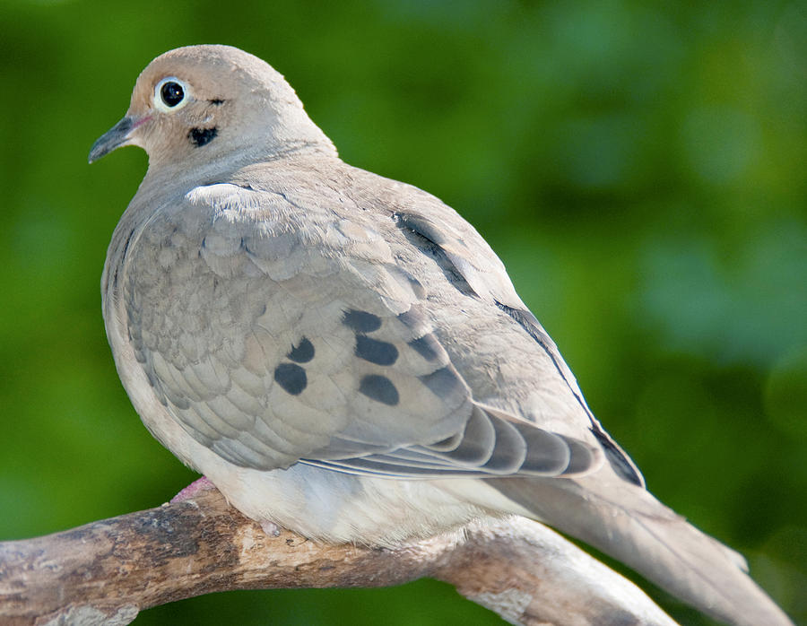 Mourning Dove Animal Portrait Photograph by A Gurmankin