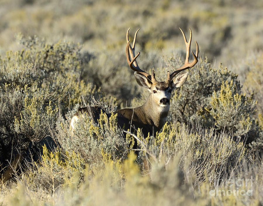 Mammal Photograph - Mule Deer Buck by Dennis Hammer