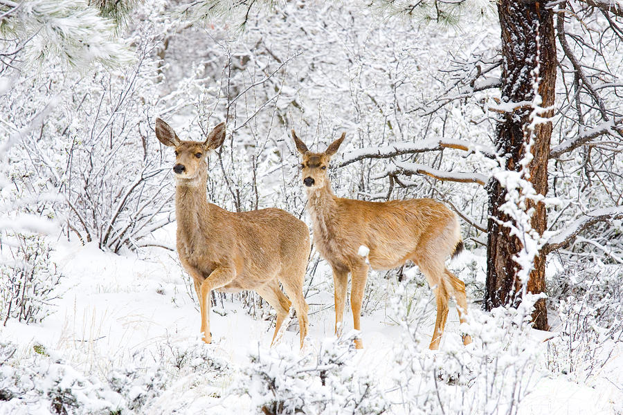 Mule Deer in Snow #11 Photograph by Steven Krull