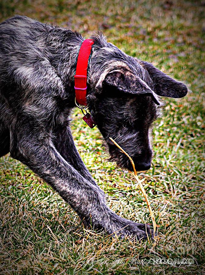 Dog Photograph - Murphy #4 by Ann Butler