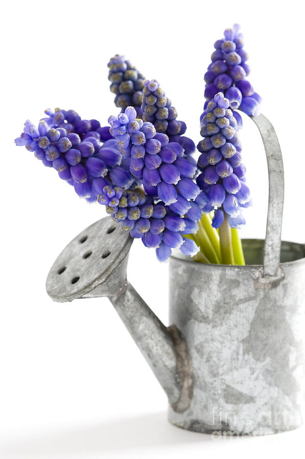 Muscari Or Grape Hyacinth #4 Photograph by Lee Avison