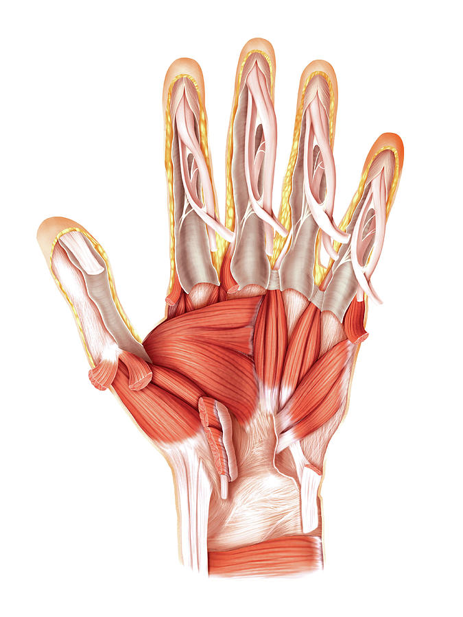 Anatomy Photograph - Muscles Of The Hand #4 by Asklepios Medical Atlas