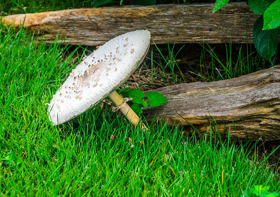 Mushroom Photograph - Leaning Mushroom by Don L Williams