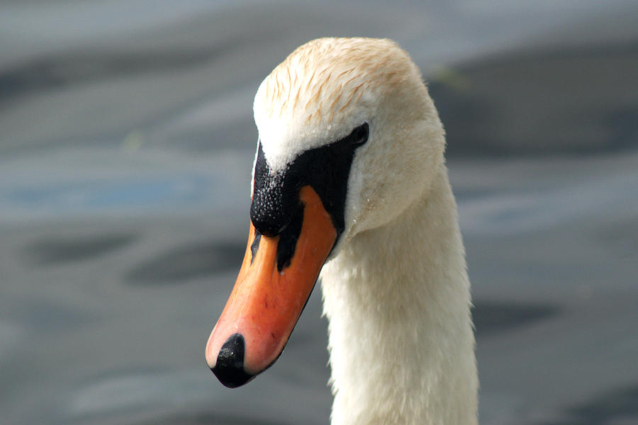 Mute Swan #4 Photograph by Chris Day