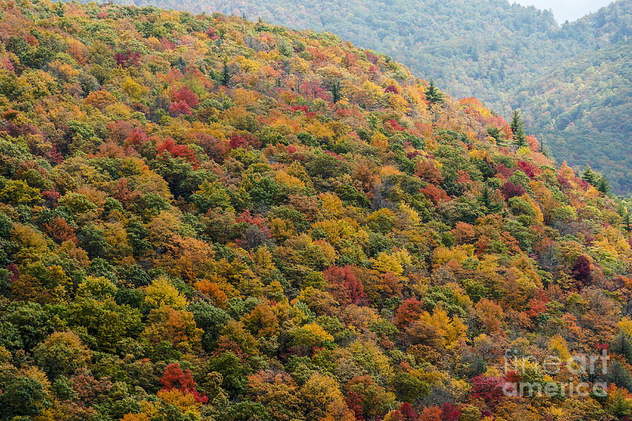 Nantahala National Forest Fall Colors Photograph by David Oppenheimer