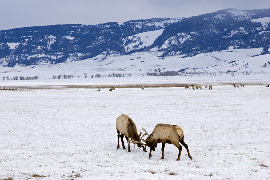 National Elk Refuge #4 Photograph by Jim West