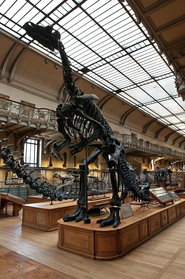 Natural History Museum Photograph by Pascal Goetgheluck/science Photo ...