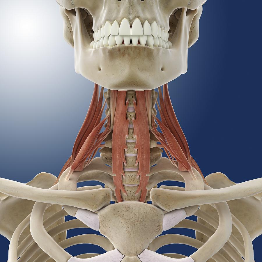 Longus Colli muscle