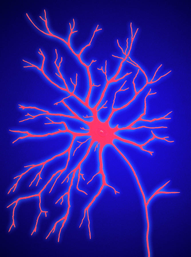 Nerve Cell #4 Photograph by Alfred Pasieka/science Photo Library