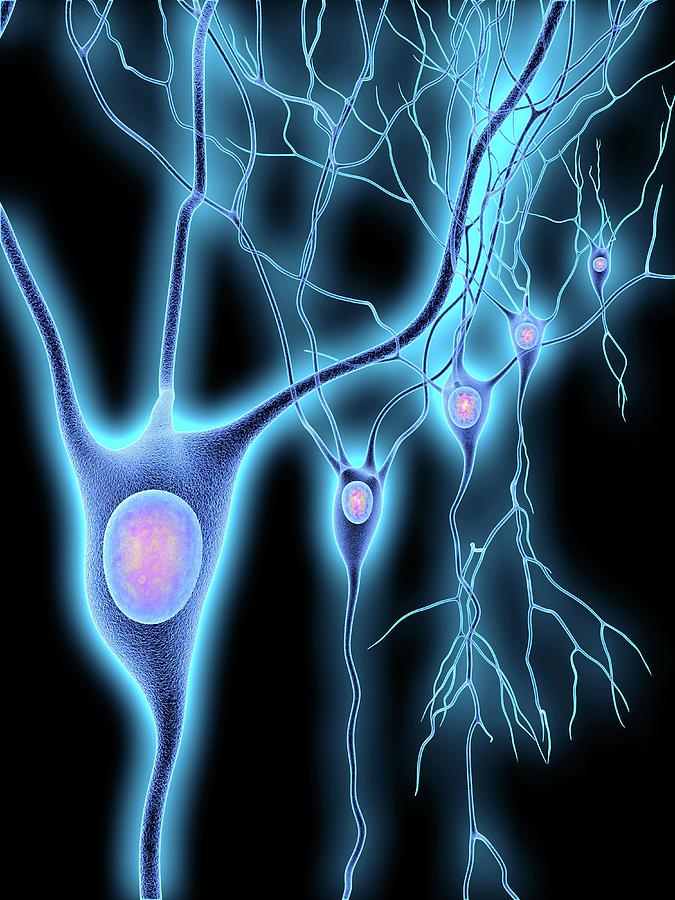 Nerve Cells #4 Photograph by Alfred Pasieka/science Photo Library