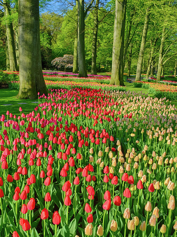 Flowers Still Life Photograph - Netherlands, Lisse, Keukenhof Gardens #4 by Terry Eggers