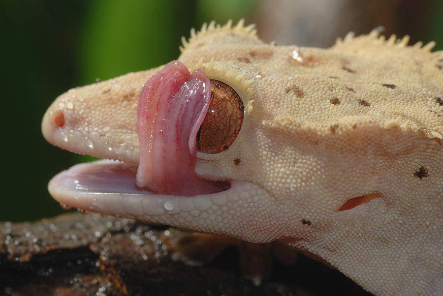 New Caledonian Crested Gecko #4 Photograph by John Mitchell