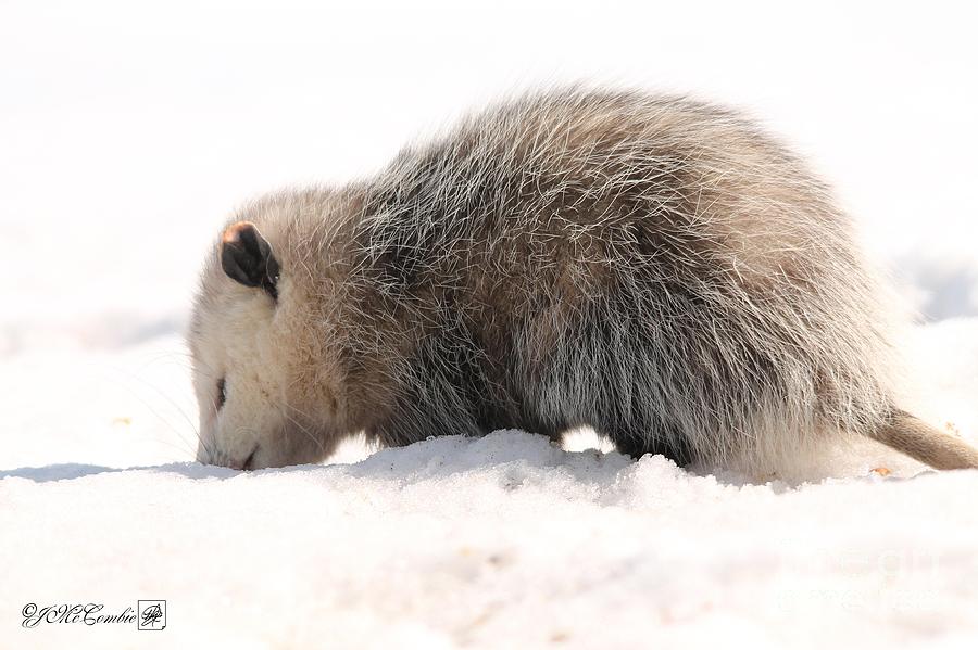 North American Opossum in Winter #2 Photograph by J McCombie
