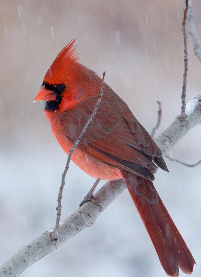 Northern Cardinal #4 Photograph by Gerald DeBoer