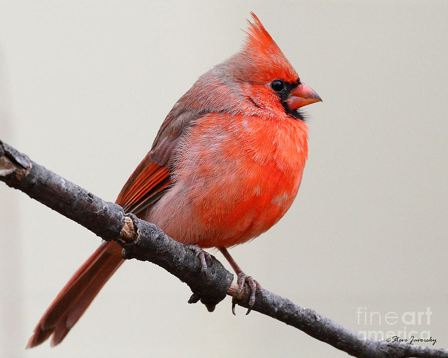 Northern Cardinal #4 Photograph by Steve Javorsky