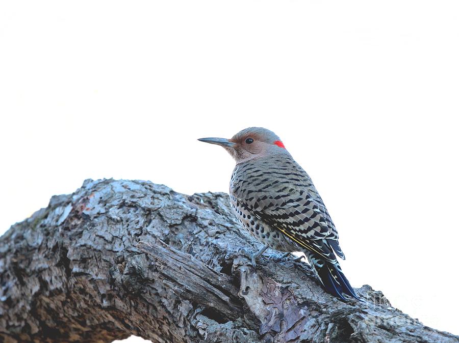 Nature Photograph - Northern Flicker #4 by Jack R Brock