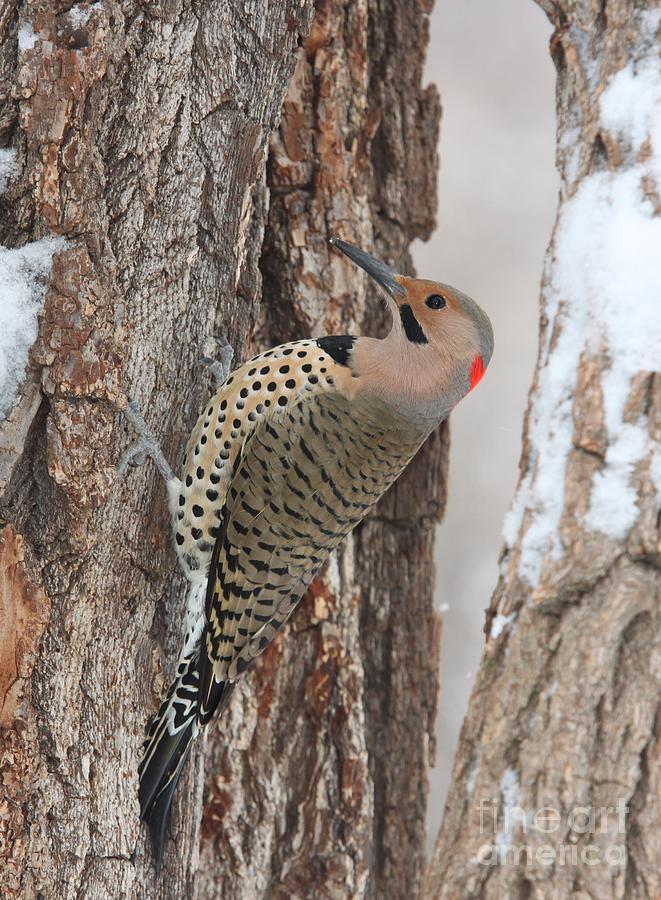 Nature Photograph - Northern Flicker Yellow-shafted #4 by Jack R Brock