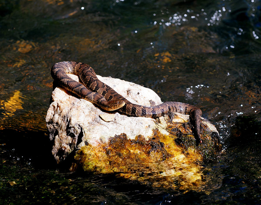 Northern Water Snake basking In a North Carolina stream. Photograph by