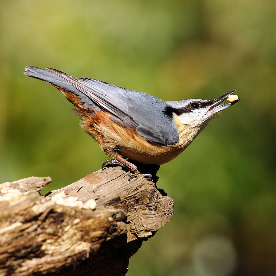 Nuthatch #4 Photograph by Grant Glendinning