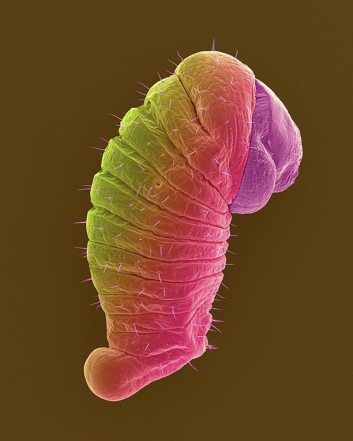 Odorous House Ant Larva #4 Photograph by Dennis Kunkel Microscopy/science Photo Library