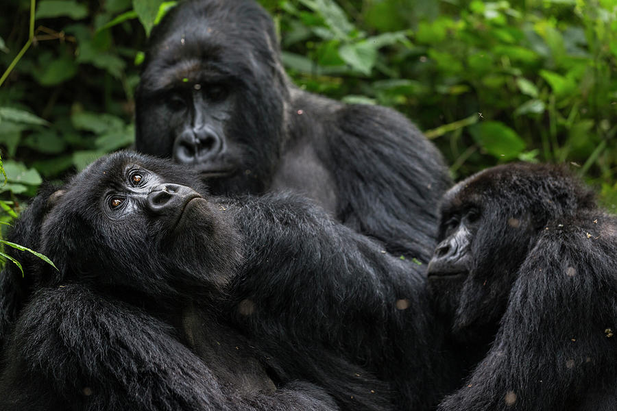 Oil Exploratin Threatens Virunga #4 Photograph by Brent Stirton