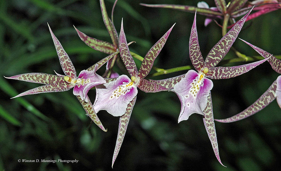 Oncidium Orchid #4 Photograph by Winston D Munnings