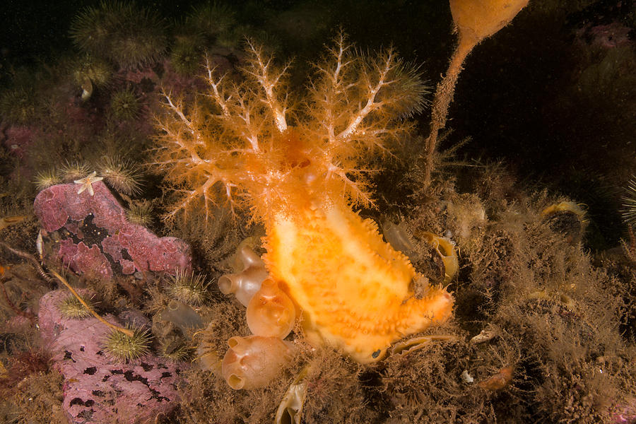 Animal Photograph - Orange-footed Sea Cucumber #4 by Andrew J. Martinez
