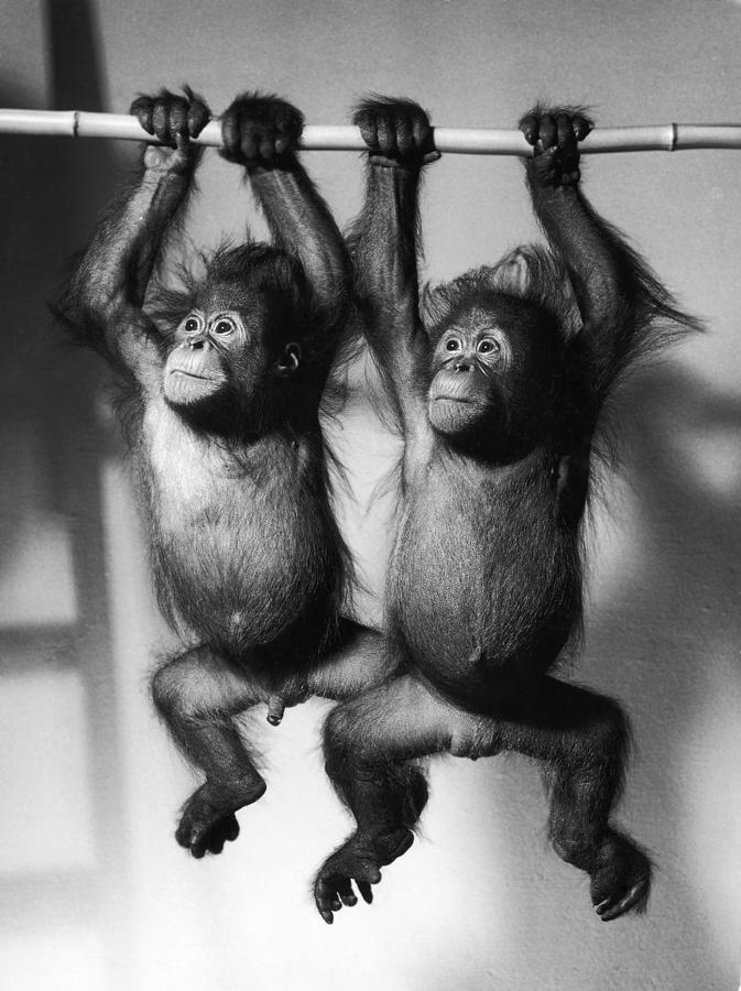 Orangutan Pongo Pygmaeus Babies #4 Photograph by Toni Angermayer