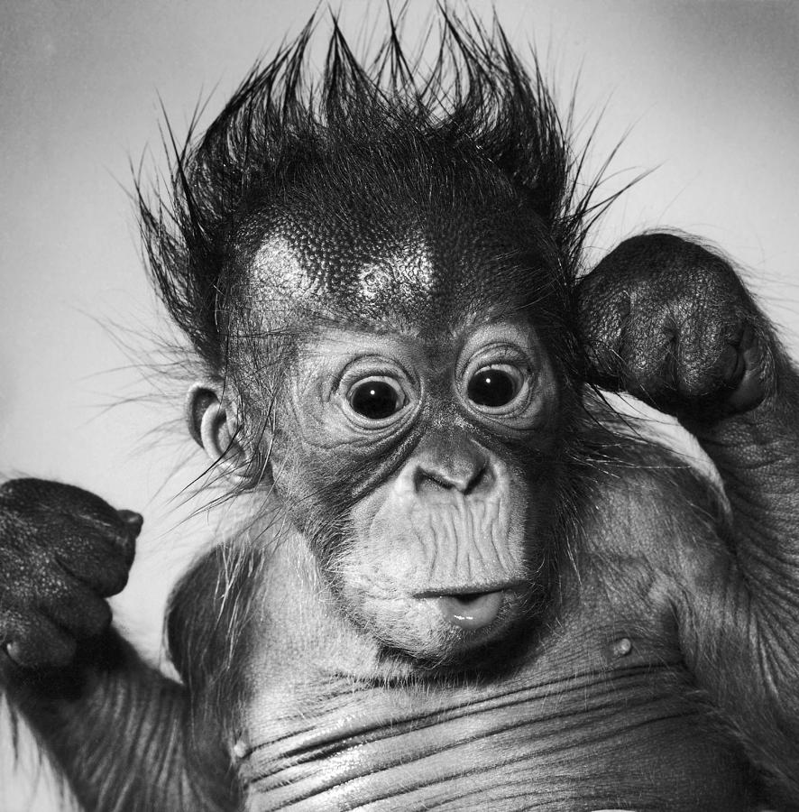 Orangutan Pongo Pygmaeus Baby #4 Photograph by Toni Angermayer