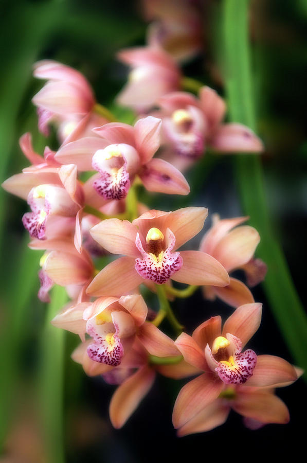 Orchid Photograph - Orchid (cymbidium Hybrid) #4 by Maria Mosolova/science Photo Library