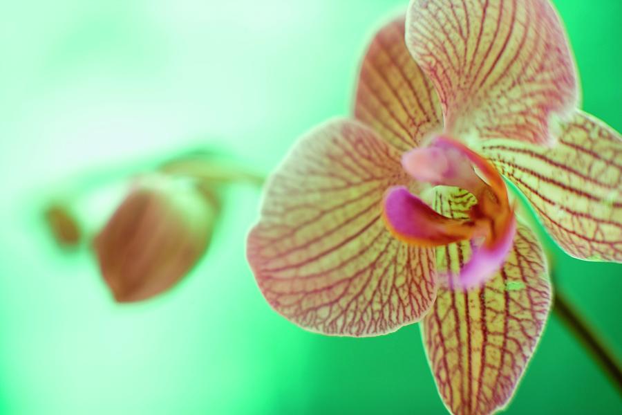 Orchid Photograph - Orchid Flower #4 by Ian Hooton/science Photo Library